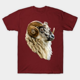 Magnificent Boreray Ram T-Shirt